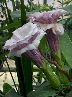 Angels Trumpet Double Purple Showy Flowers 10 seeds New