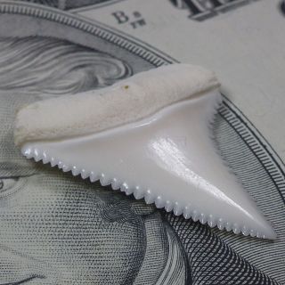   inch real modern great white shark tooth(teeth) —— jewelry shark