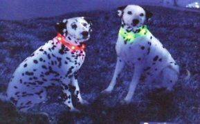 HALF PRICE Leuchtie Lighted Electronic safety collar dog cat 5 colors 