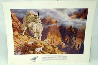 Original Remington Arms Co. Wildlife Print of a Rky Mt. Goat, 1978 by 