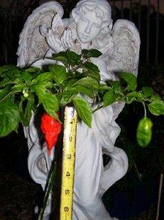   Holiday Gift Bhut Jolokia (Ghost Chili Pepper) 15+ SEEDS   Pure & Hot