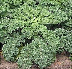 Kale Siberian Beautiful, Green and Bushy So TASTY  