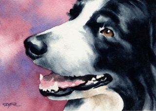 BORDER COLLIE Watercolor Dog Art ACEO Print Signed DJR