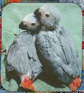 AFRICAN GREY, CONGO Babies Heavy Rubber Backed Mousepad #0104
