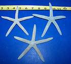 Lot of 3   5+ Blue Starfish Beach House Decor Seashell ITEM # 602