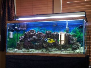 Complete Salt Water Aquarium (filters,tank,​coral,fish,)