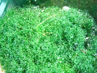 Newly listed Chaetomorpha Chaeto Macro Algae Live Coral