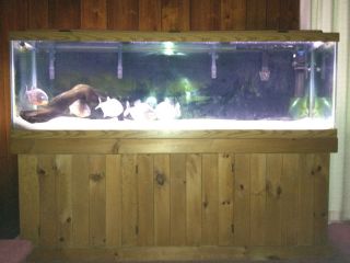 125 gallon fish tank in Aquariums