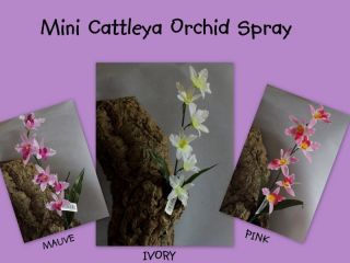Vivarium Plants/Praying Mantis/Reptile​/Spider/Orchid