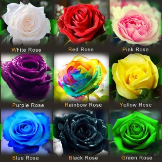 ROSE SEEDS Rare Rainbow Pink Purple Green Black White Red Blue Rose 