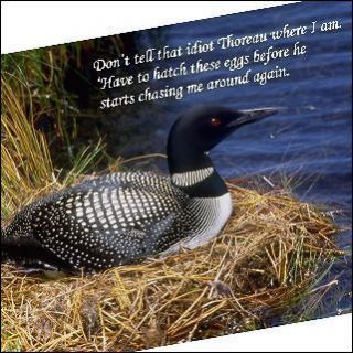 Fridge Magnet Picture Humor Loon hatching eggs, hiding from Thoreau 