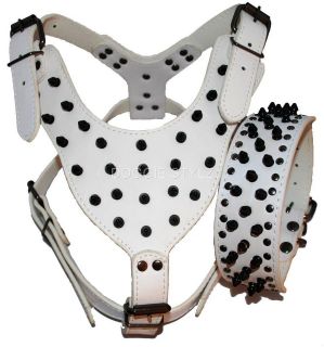 White Leather BLACK SPIKES Dog Harness & Collar SET studs Pit Bull 