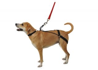   Jumping Horgan Dog Harness First Back Leg Harness   Invented by Vet