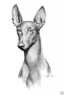 PHARAOH HOUND Dog Drawing ART NOTE CARDS by Artist DJR
