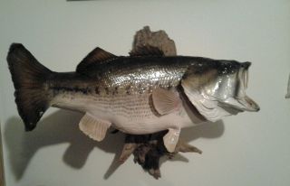   Large Mouth Bass Real Skin Taxidermy Mount on Driftwood Cabin 20