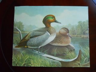   Rudisill Duck Print. Duck Hunting Ducks Unlimited Vintage Art