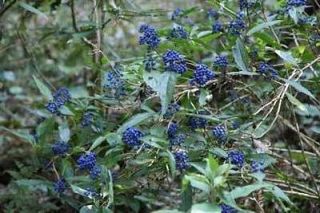 Dichroa febrifuga Blue Evergreen Hydrangea 10 seeds