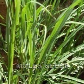 LEMON GRASS SEED AP 200 SEEDS (Cymbopogon flexuosus)99p