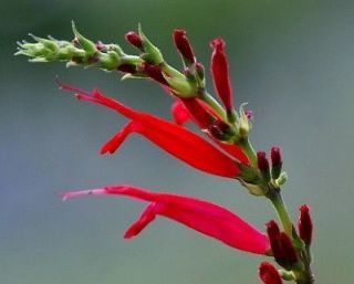   SAGE Salvia elegans 10 easy seeds hummingb​irds sweet edible leaves