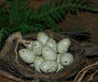24 TAN Speckled Bird Eggs   1 1/2   Plastic