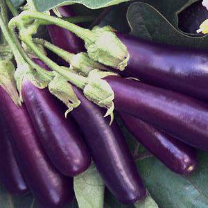 Long Purple Eggplant   Great Yields Great Tasting FREE 