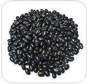 10 Seeds Mucuna Pruriens Velvet Bean COWITCH Seeds