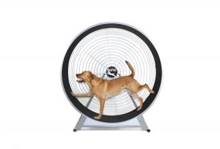 Cat Exercise Wheel, TreadWheel Lg by GoPet for Bengal, Savannah 