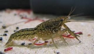   Crayfish (Marmokreb) Live Arrival Guarantee aquarium fish pond