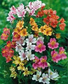 20 PERUVIAN LILY MIX Alstroemeria Dr Salters Flower Seeds *Comb S/H