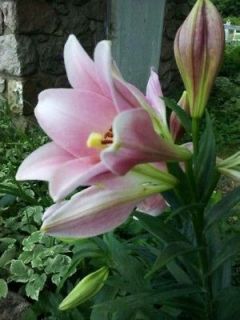 Tall Pink Jazz Orienpet Lily Tree Bulbs Bloom Size