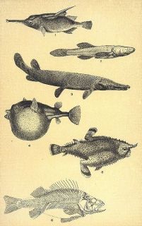 FISH Bellows; Cave; Bill; Balloon; Bat; Bass(Perca Fluviatilis),old 