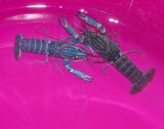Live Electric Blue Crayfish Crawdads, pond Koi Fish