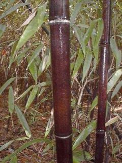  Bamboo Plant Phyllostachys Nigra Live Plant Grown in the USA Rare