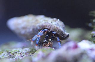 Pet Supplies  Aquarium & Fish  Crabs, Snails & Algae Eaters