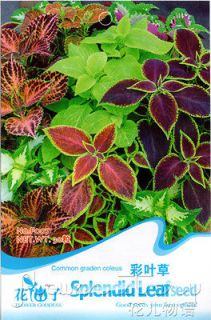 Pack 30+ Common Garden Coleus Seed Beautiful Like Red Maple Leaves 