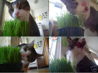organic cat grass wheat bulk theseedhouse 2000 organic seeds from