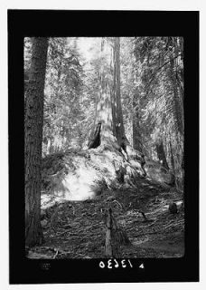 Sequoia National Park,Sept. 1957. Giant redwood tree poised on mammoth 