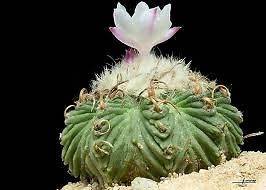 Aztekium Riterii Exotic Sacred Mexican Cactus Seeds~Aztekium Ritteri 