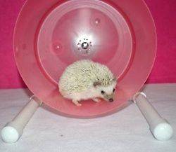 Hedgehog suppliesCarol​ina Storm bucket wheel, hedgehog wheel 