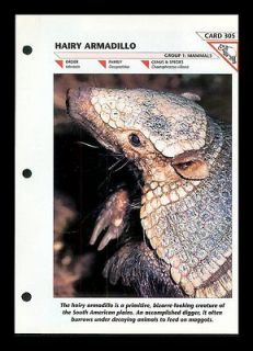 HAIRY ARMADILLO FOLD OUT INFO SHEET WIL​DLIFE FACT FILE #305