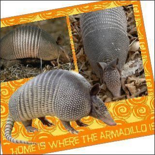 Fridge Magnet Picture Armadillo Lot of 3 for Rescue Worker Gifts New