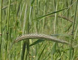 RYE (Secale cereale) X 500 SEEDS