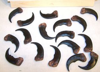 BULK REPLICA GRIZZLY BEAR CLAWS bears animals crafts jewelry making 