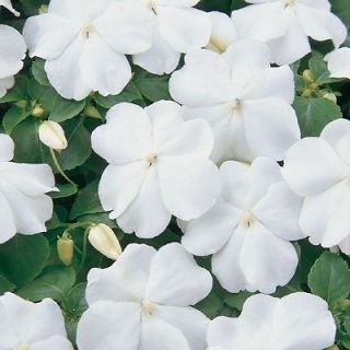 IMPATIENS ~ WHITE ~ Non Stop Blooming Annual SEEDS
