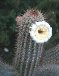   gounellei rare columnar cacti flowering cactus aloe seed 100 SEEDS