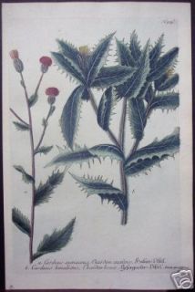 botanical prints weinmann