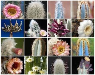 cereus cactus in Plants