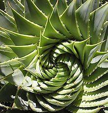 Aloe Polyphylla Seeds~Spiral Aloe succulent cactus seeds