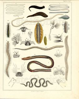 1843 OKEN HC LITHOGRAPH FOLIO worms, tape worm, leeches