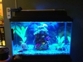 Newly listed 20 Gallon Fish Tank With Stand